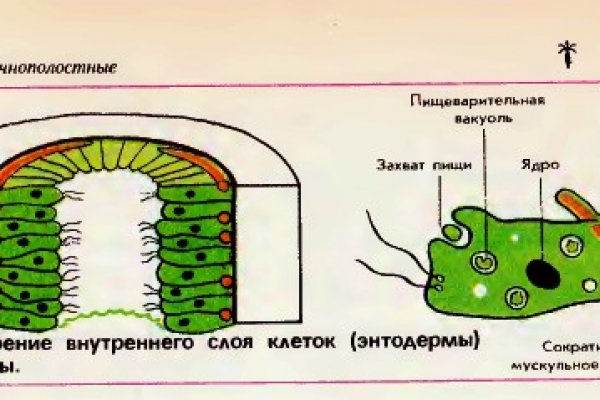 Кракен актуальная ссылка kraken torion net