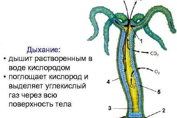 Ссылки tor кракен